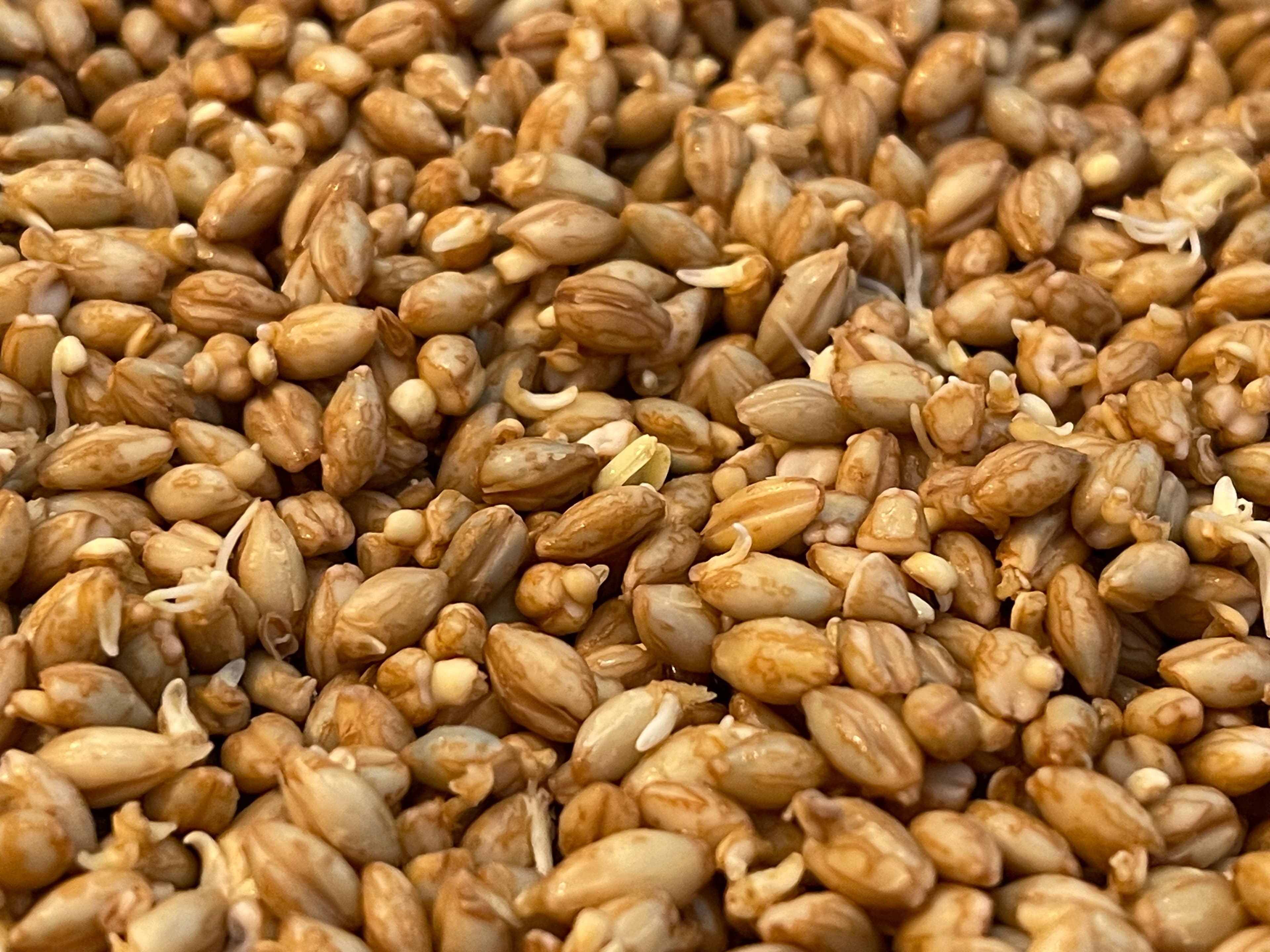 Diastatic Malt Powder